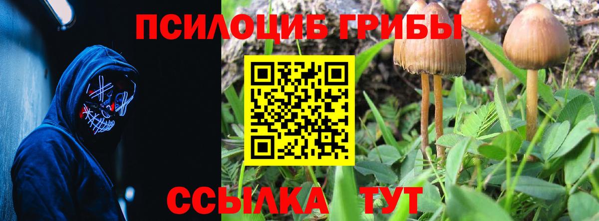 Псилоцибиновые грибы Psilocybine cubensis Котовск